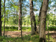 12-Acre Wooded Acreage in Dunn County with River Access!