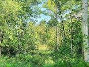 4-Acre Secluded Land for Sale in West-Central WI