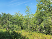 2.5-Acre Wooded Land for Sale in Dunn County, WI