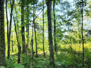 2.5-Acre Wooded Land for Sale in Dunn County, WI