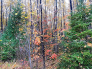 6 Acres Wooded Land for Sale in Spooner, WI - Near Lakes & Trails