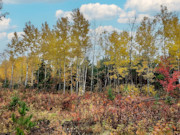 14.5 Acre Wooded Land for Sale in Spooner, WI!