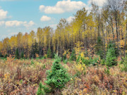 14.5 Acre Wooded Land for Sale in Spooner, WI!