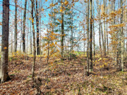 Secluded 4 Acre Forest County Land with Buildable Site