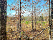 Secluded 4 Acre Forest County Land with Buildable Site