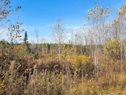 Secluded 4 Acre Forest County Land with Buildable Site