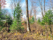 Secluded 7-Acre Forest County Land with Pond