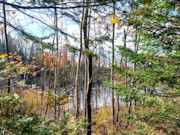 Secluded 7-Acre Forest County Land with Pond