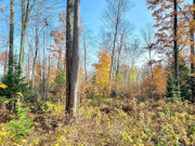 Secluded 4+ Acre Forest County Land with Pond View