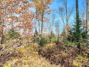 Secluded 4 Acre Forest County Land with Buildable Site