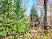 Secluded 4 Acre Forest County Land with Buildable Site