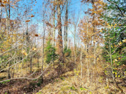 Secluded 4 Acre Forest County Land with Buildable Site