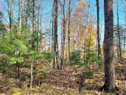 3.5 Acre Wooded Land for Sale Near Crandon, WI