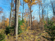 3.5 Acre Wooded Land for Sale Near Crandon, WI