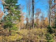 3.5 Acre Wooded Land for Sale Near Crandon, WI