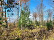 3.5 Acre Wooded Land for Sale Near Crandon, WI