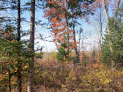 3.5 Acre Wooded Land for Sale Near Crandon, WI