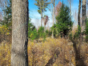 2+ Acres Wooded Land for Sale - Crandon, WI - Hunting, Fishing, Lakes