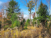 2+ Acres Wooded Land for Sale - Crandon, WI - Hunting, Fishing, Lakes