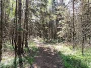 2.5 Acre Wooded Paradise near Summit Lake, Antigo, WI!