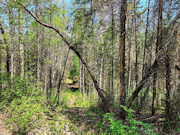 2.5 Acre Wooded Paradise near Summit Lake, Antigo, WI!