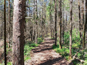 2.5 Acre Wooded Paradise near Summit Lake, Antigo, WI!