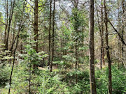 2.5 Acre Wooded Paradise near Summit Lake, Antigo, WI!