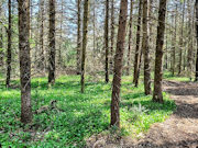 2.5 Acre Wooded Paradise near Summit Lake, Antigo, WI!