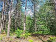 6.5 Acre Wooded Retreat near Tomahawk, WI - Build Your Dream Cabin!