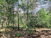 6.5 Acre Wooded Retreat near Tomahawk, WI - Build Your Dream Cabin!