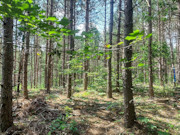 6.5 Acre Wooded Retreat near Tomahawk, WI - Build Your Dream Cabin!