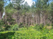 6.5 Acre Wooded Retreat near Tomahawk, WI - Build Your Dream Cabin!