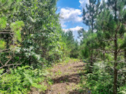 11 Acre Wooded Retreat in Oneida County! Hunt, Hike, Fish near Willow Flowage!