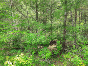 Build or Camp - 5-Acre Wooded Land near Tomahawk - Hunt, Fish, Hike!