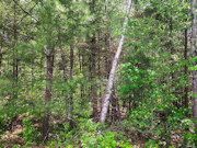 Build or Camp - 5-Acre Wooded Land near Tomahawk - Hunt, Fish, Hike!