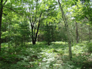 2-Acre Wooded Cabin Site - Hunt, Camp, Build!