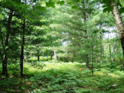 2-Acre Wooded Cabin Site - Hunt, Camp, Build!