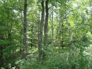 2-Acre Wooded Cabin Site - Hunt, Camp, Build!