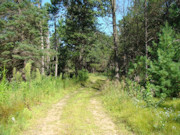 4.25-Acre Wooded Property in Juneau County!