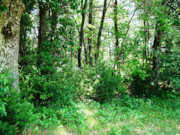 4.25-Acre Wooded Property in Juneau County!