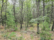 2.1 Wooded Acres near Castle Rock Lake & Yellow River!