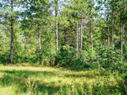 2.1 Wooded Acres near Castle Rock Lake & Yellow River!