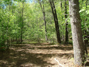 4.5-Acre Wooded Land for Sale Near Castle Rock Lake!