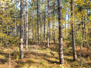 Central WI Wooded Acreages Near Castle Rock Lake & New Lisbon!