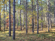 Central WI Wooded Acreages Near Castle Rock Lake & New Lisbon!